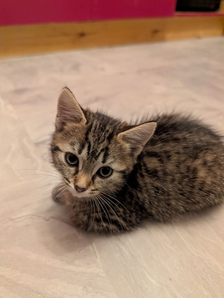 Stunning tabby kitten