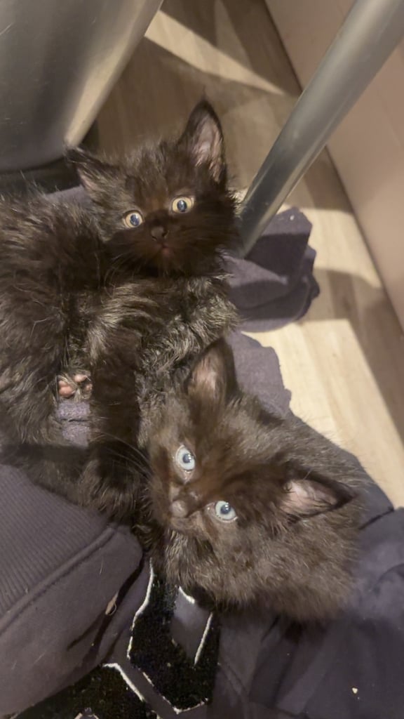 Fluffy kittens 