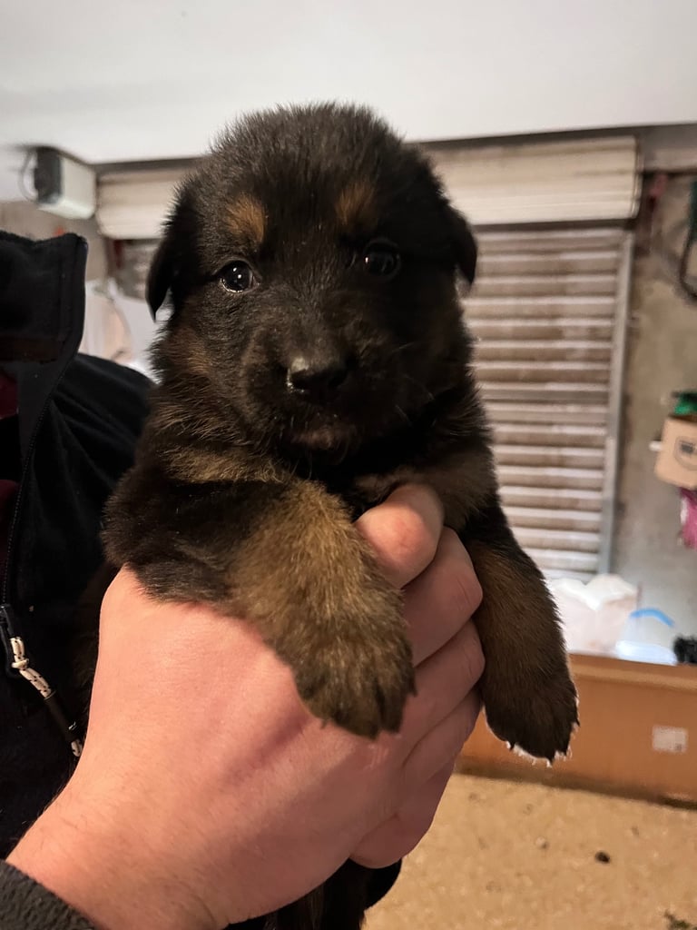 Bernese Mountain x German Shepherd 