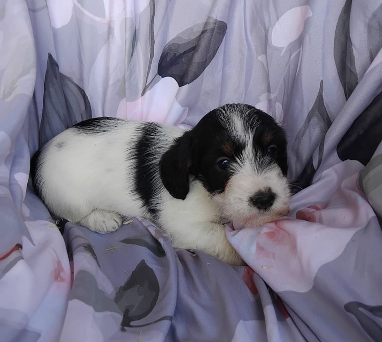 Two black and white boy puppys available 