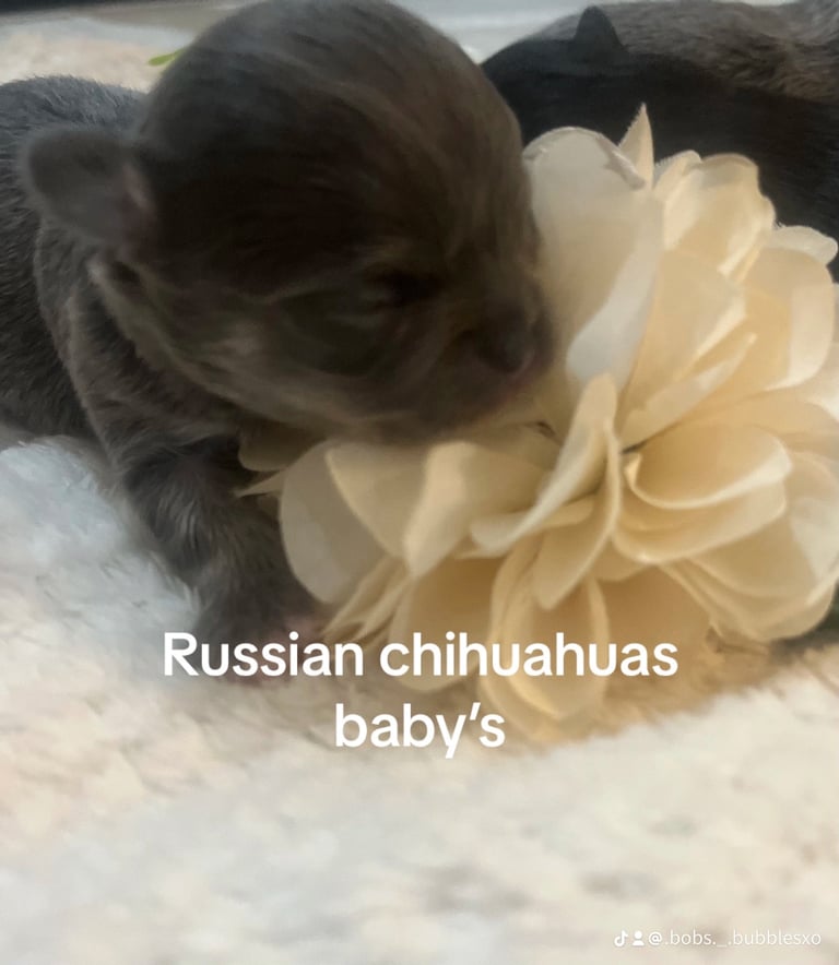 Bobs for dogs chihuahua cheap