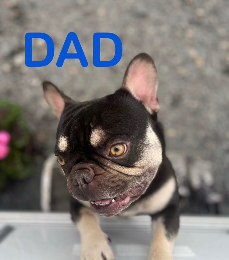 🩷FRENCHIE PUPS FOR SALE🩷