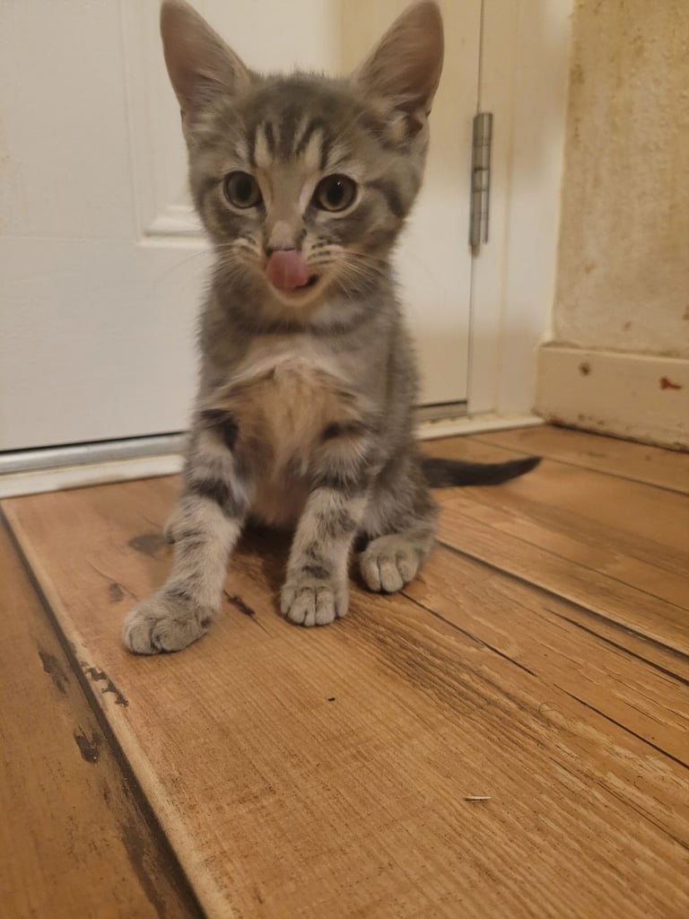Last one to go, Ragdoll maine-coon x Blue Russian girl £350