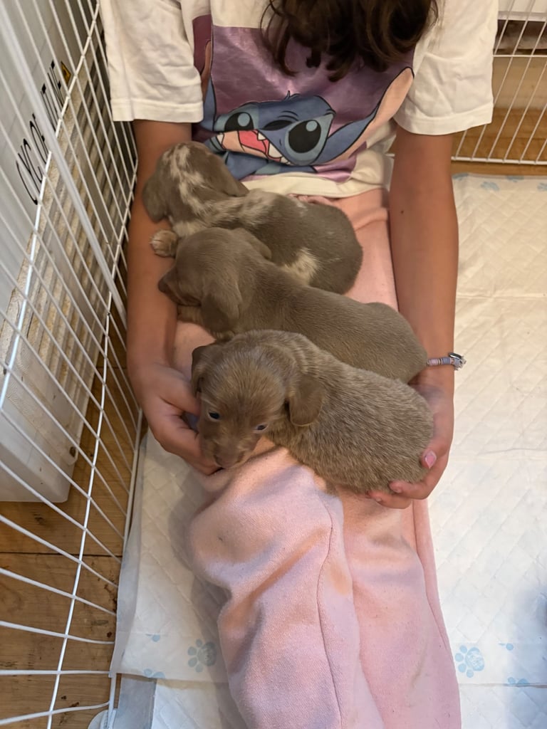 1 long hair miniature dachshund girl left