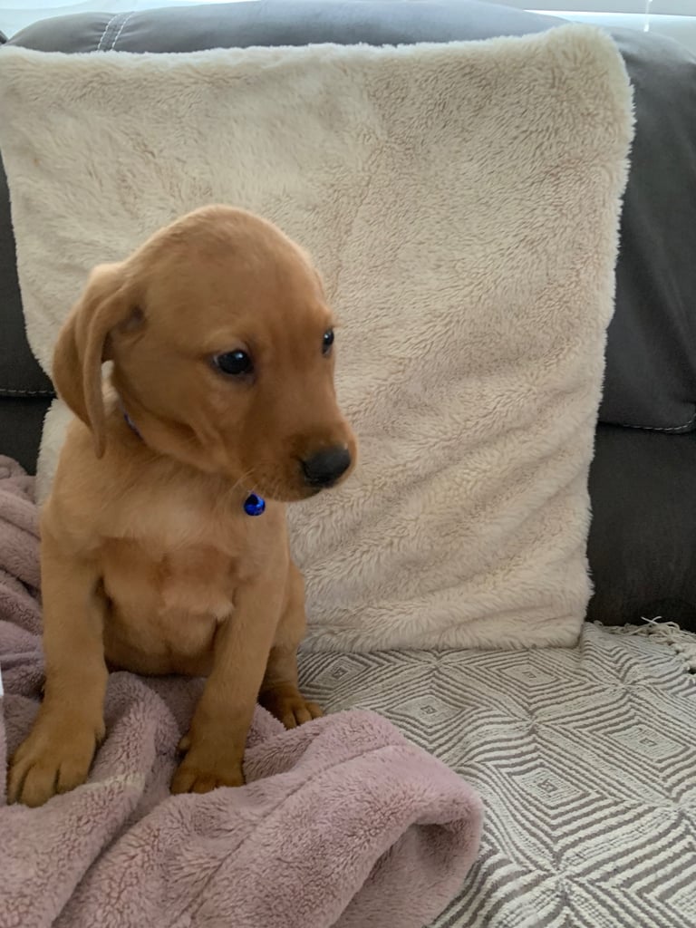 Labrador puppies 