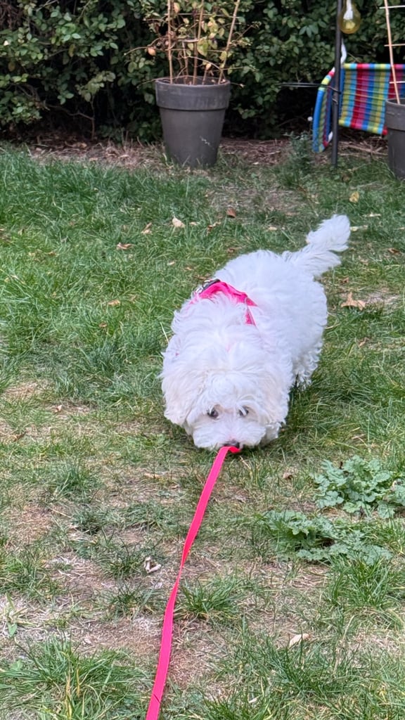 Maltese puppy