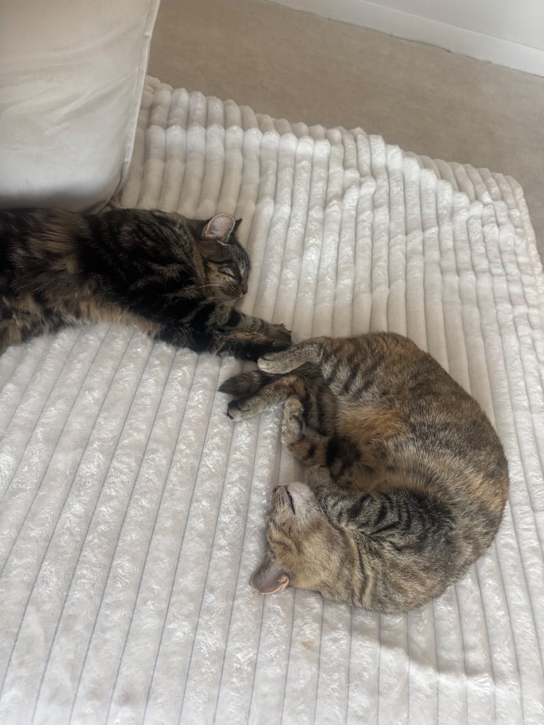 image for Male & Female cat 