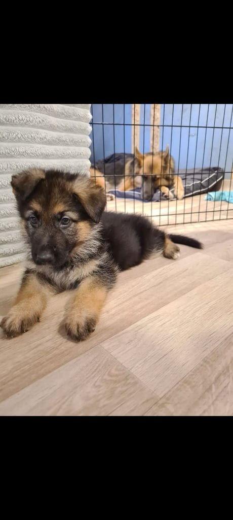 🐾 Adorable 8-Week-Old German Shepherd Puppies Ready for Their Forever Homes! 🐾