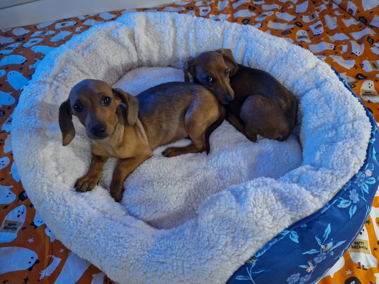 Beautiful full breed dachshund puppys