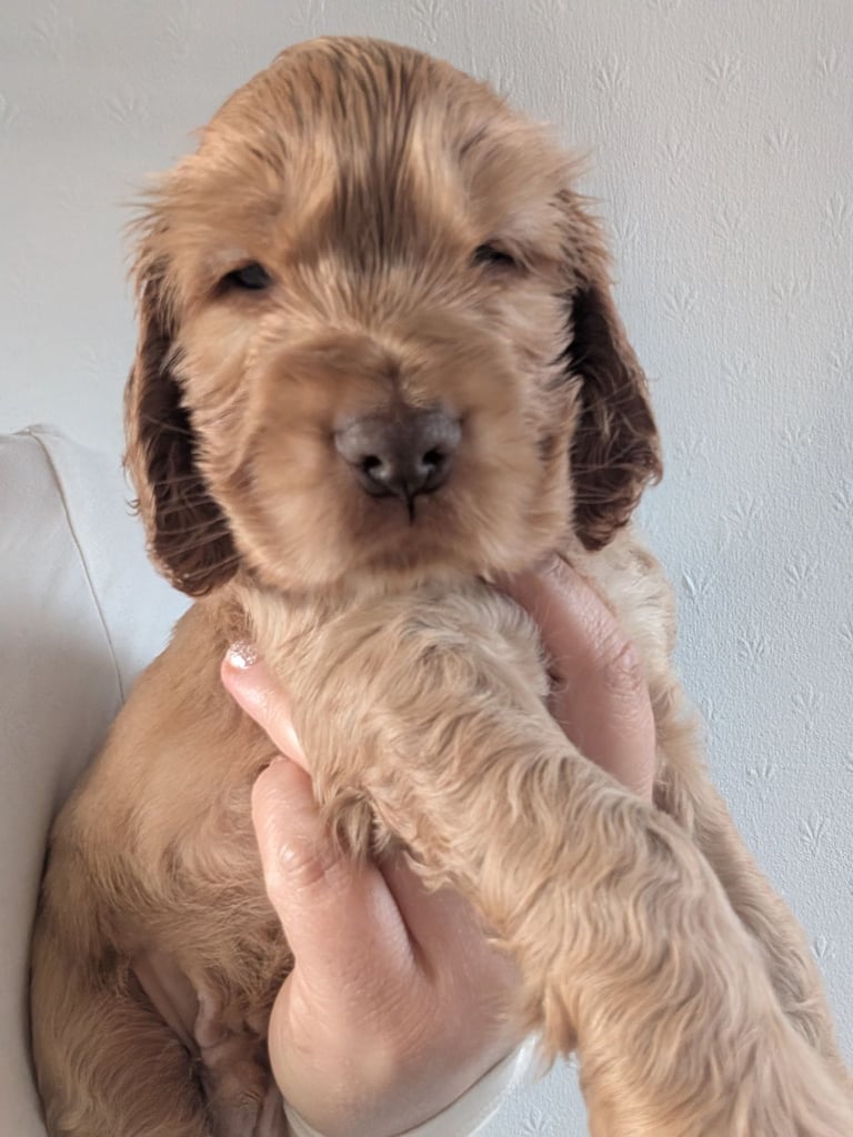 Pedigree Show cocker spaniels puppies 