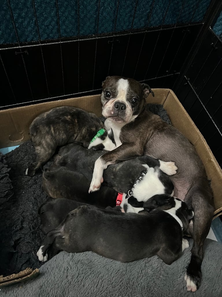 image for Puppies for sale 