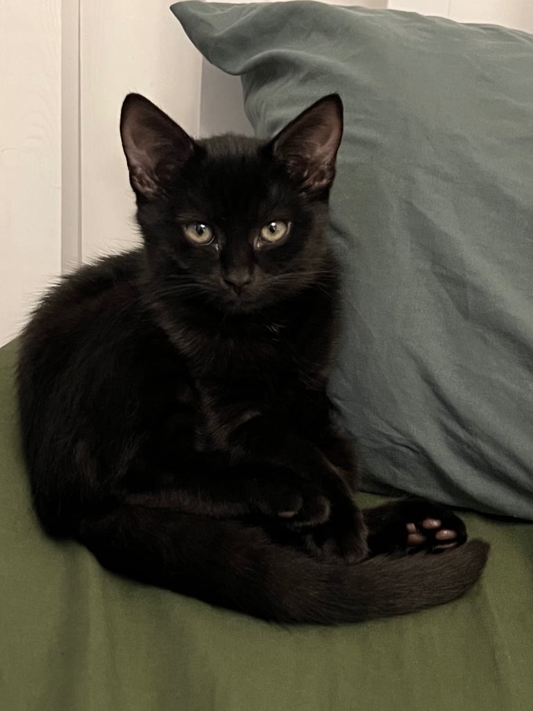 Adorable black kitten looking for a loving home