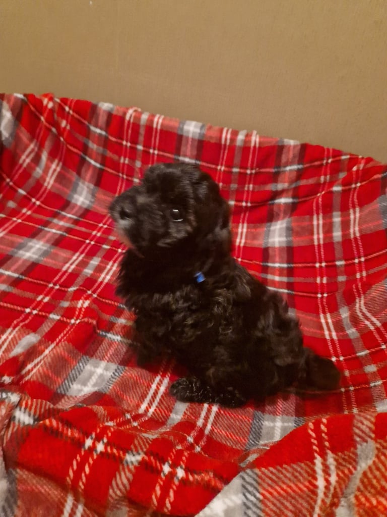 6 ADORABLE Teddy Shihpoos 