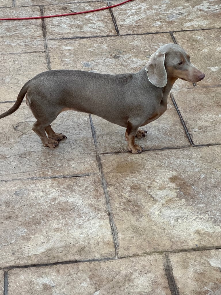 Miniature dachshund adults for sale 