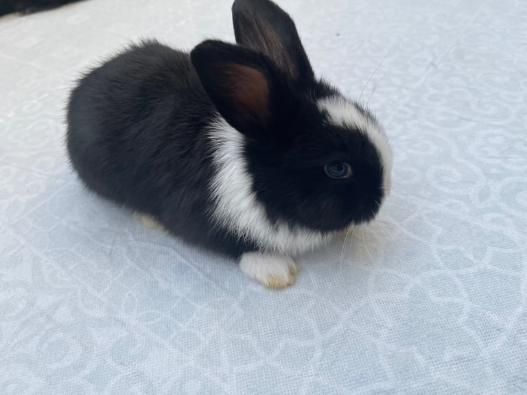 Black bunnies and Black and white baby bunnies with blue eyes