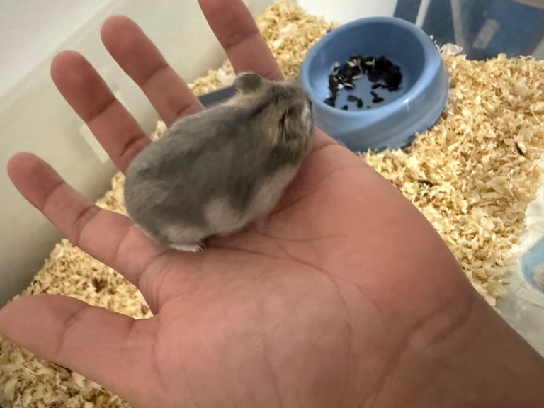 Russian dwarf hamster 