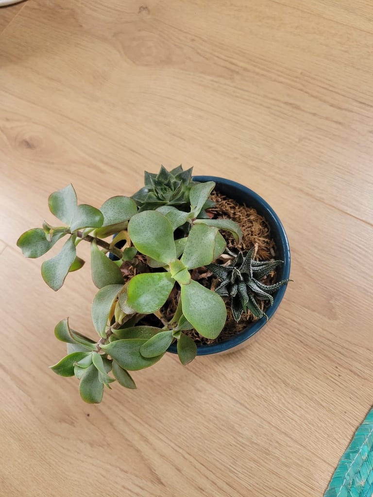 Succulent plants