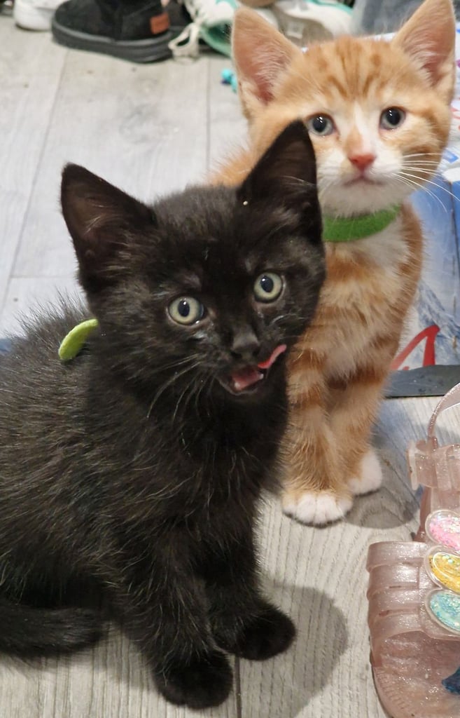 7  beautiful female kittens ready for forever home now 