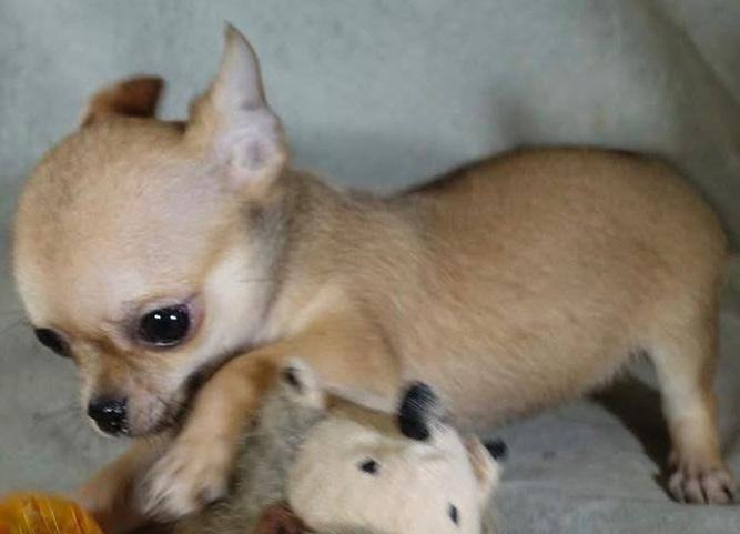 Chihuahua puppies 