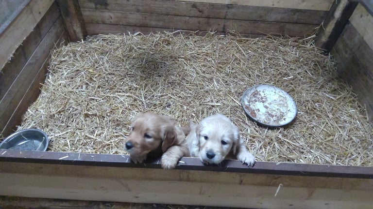 2 handsome Golden Retriever pups for sale