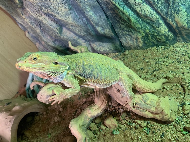 Bearded Dragon and Full set up