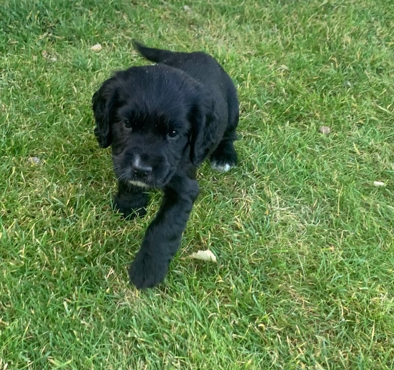 Cocker spaniel puppies 