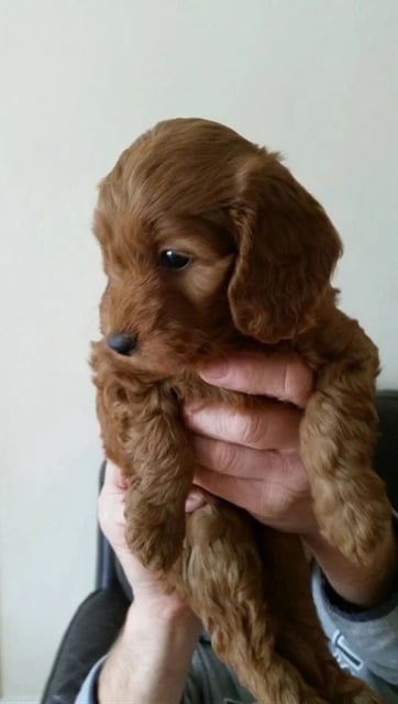 Litter of Cockapoo's for sale 