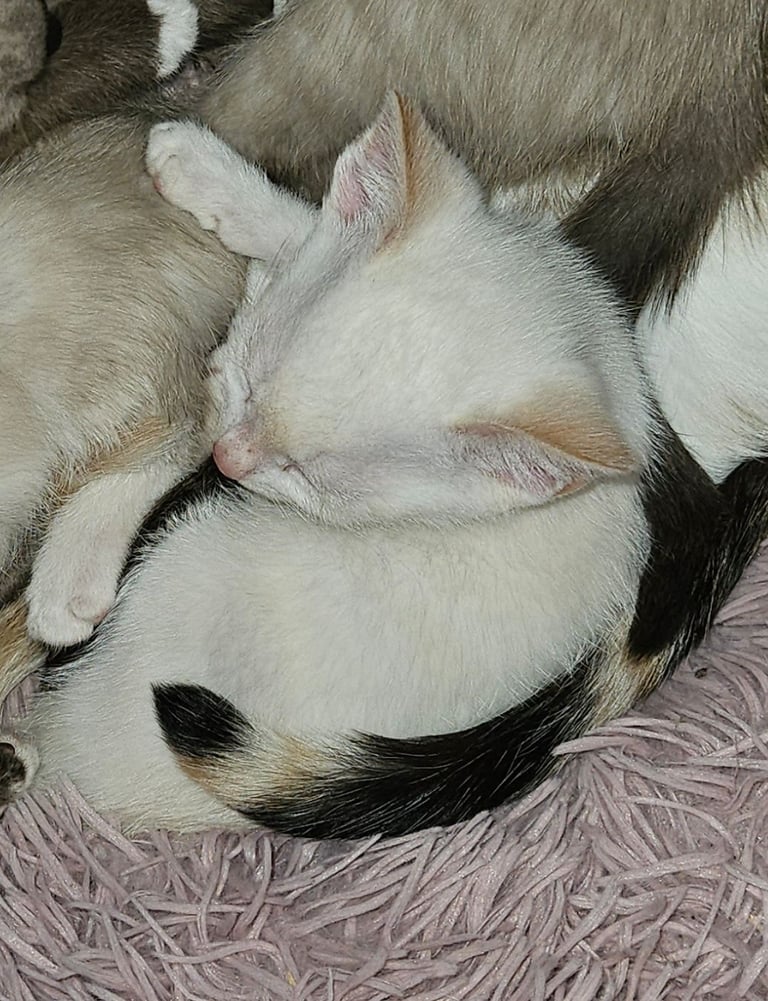 Stunning blue eyed, part pedigree kittens