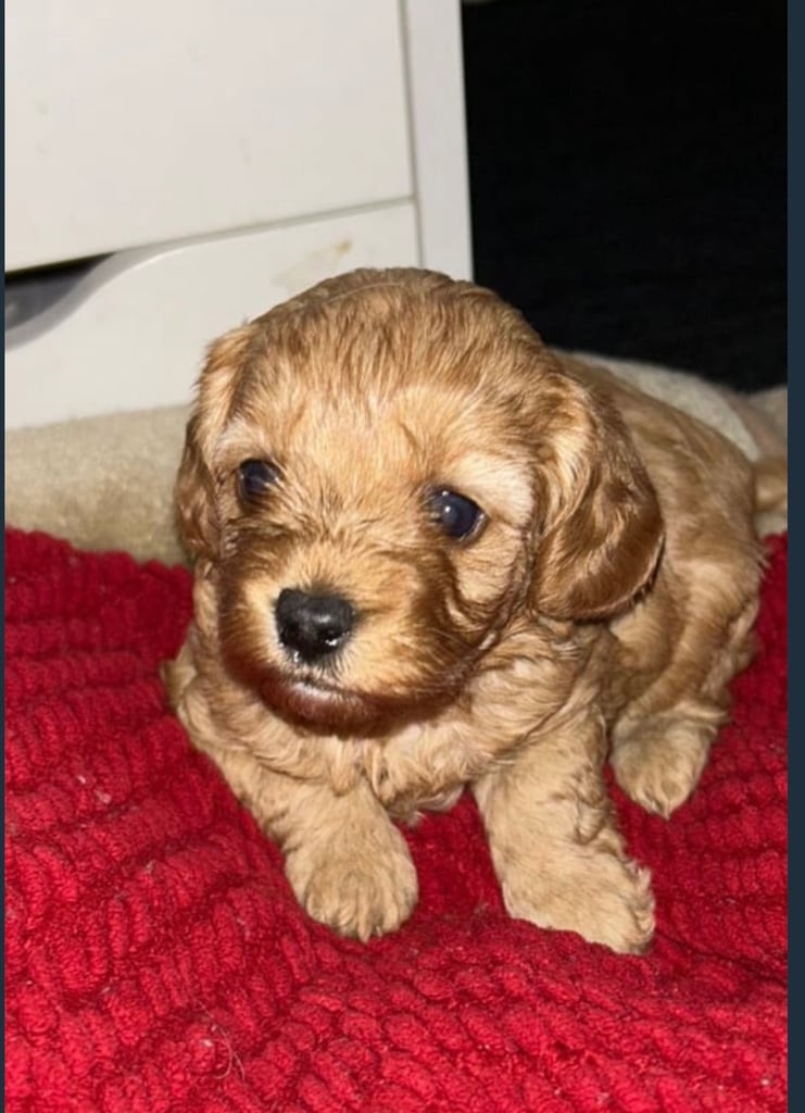 Cute Cavapoo Puppy Girl 