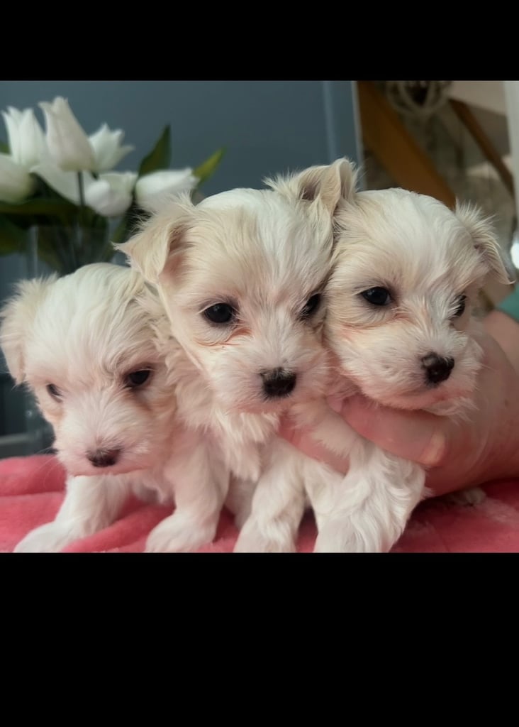 image for Maltese full pedigree