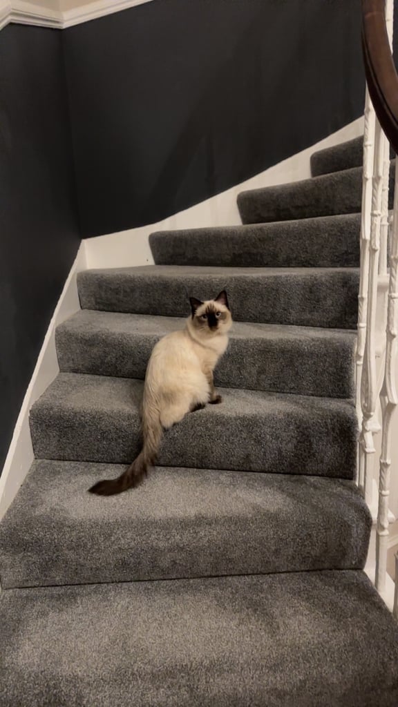 Female ragdoll 