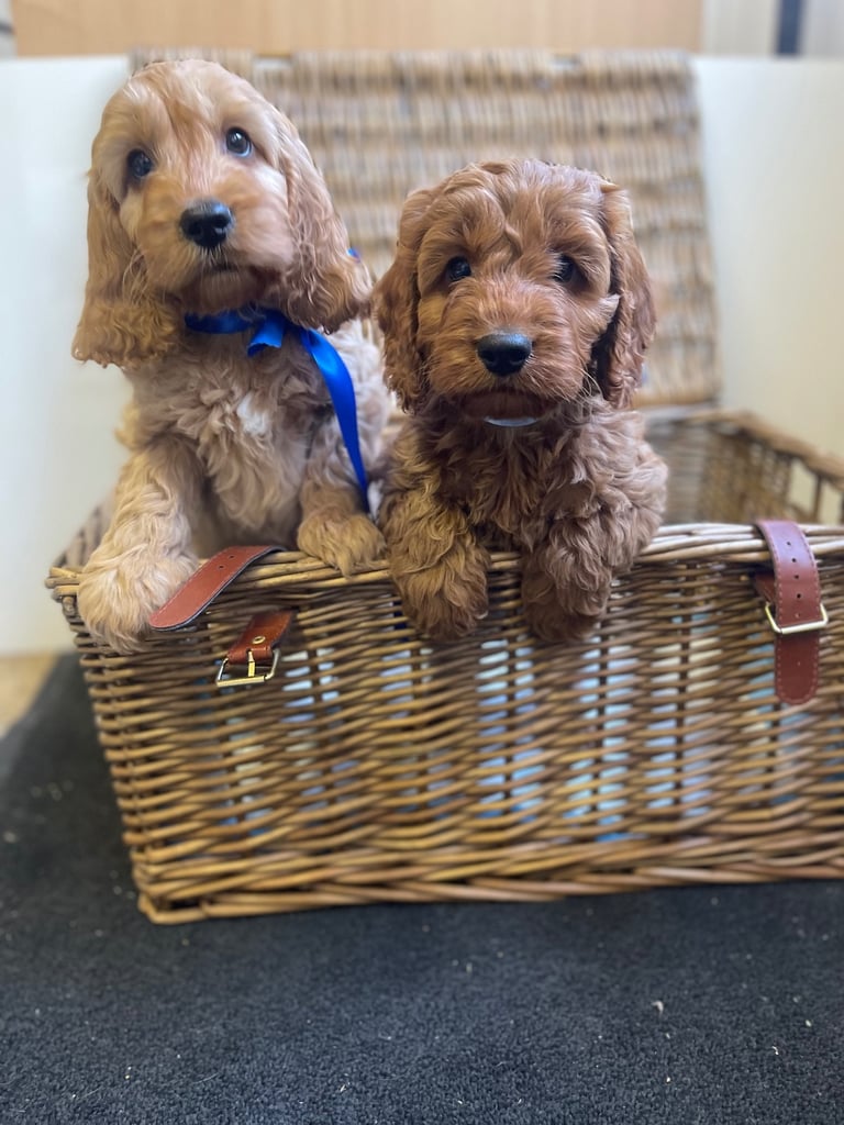 Red cockapoo puppies 