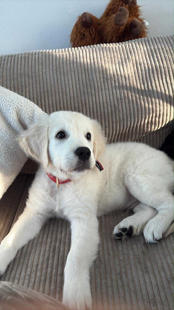 16 Week Golden Retriever for sale