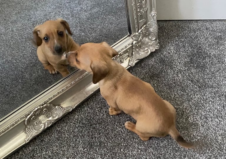 jack russell x daschounds 