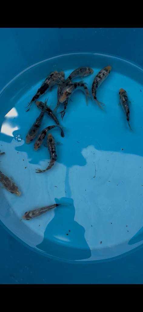 Japanes koi carp fishsale sizes 2-3”to 10-12 high grade we also deliver please message your needs! 