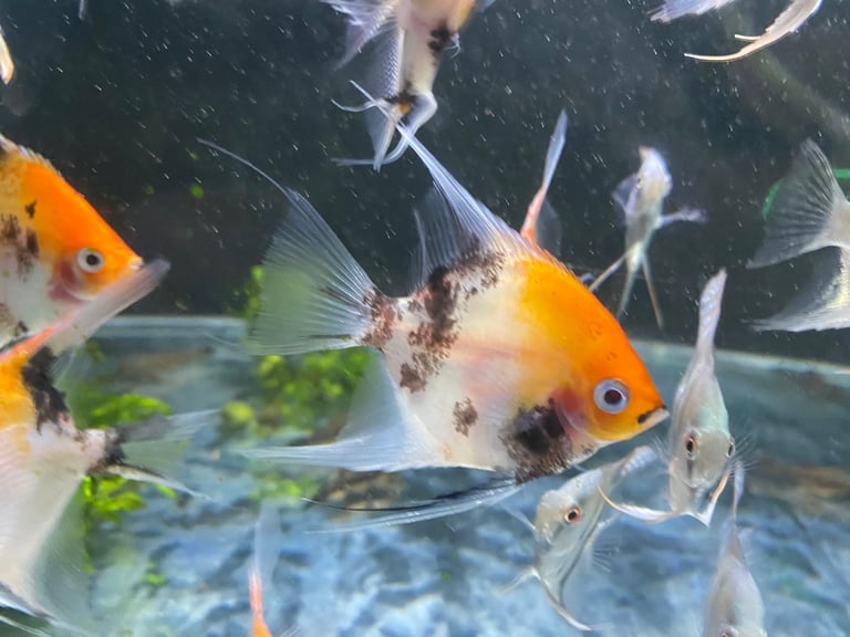 Angel fish