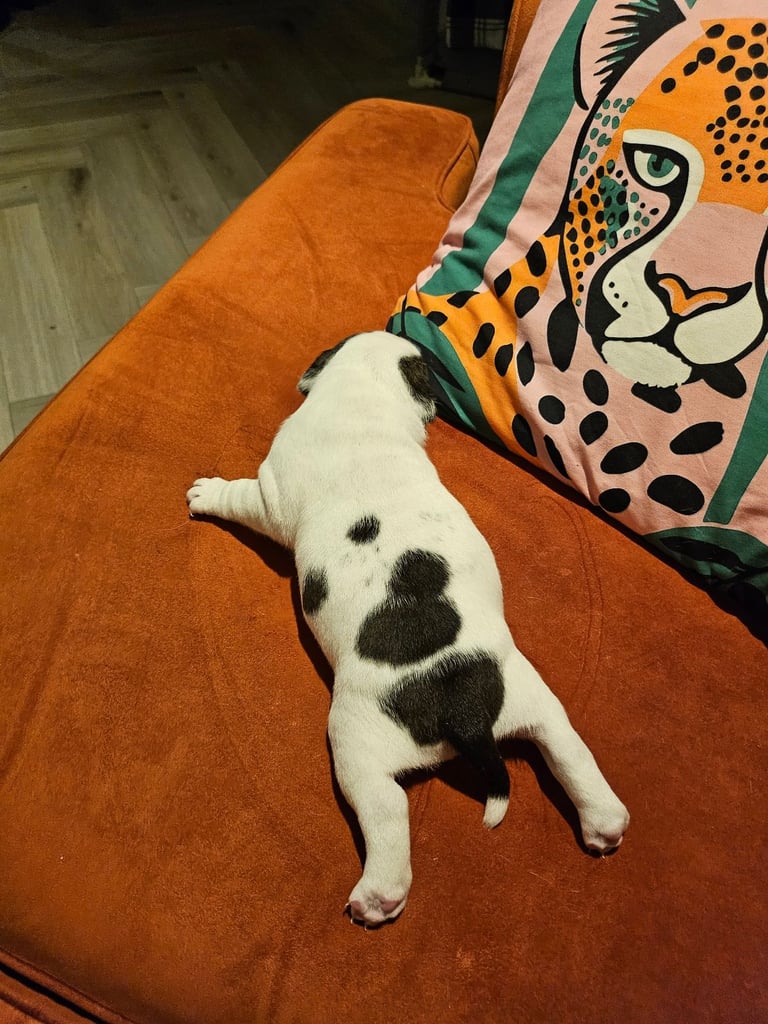 British Bulldog Staff cross (Old Tyme Bulldog)