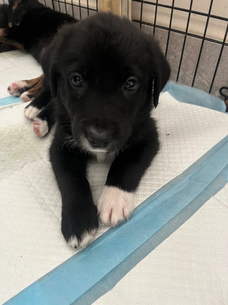 Labradors x Puppies for sale