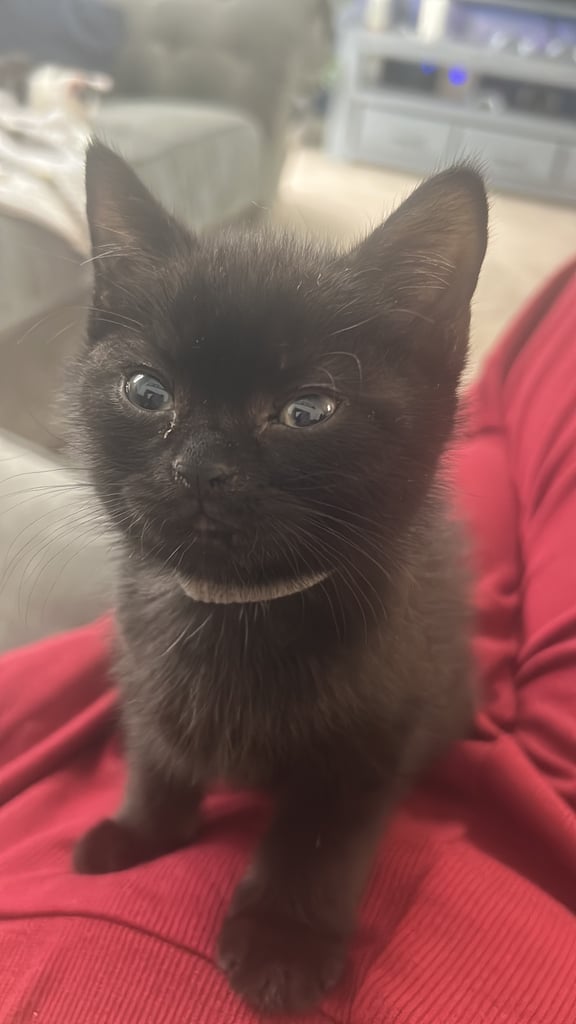 Bsh cross kittens looking for forever homes