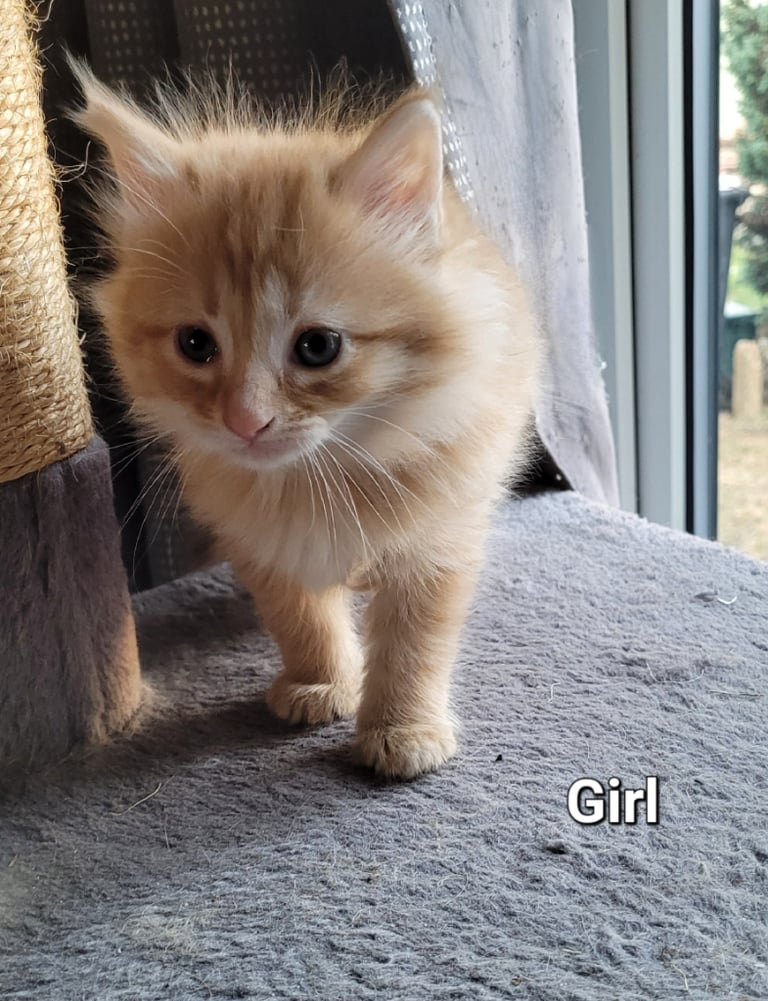 Gorgeous Fluffy Ginger Kittens