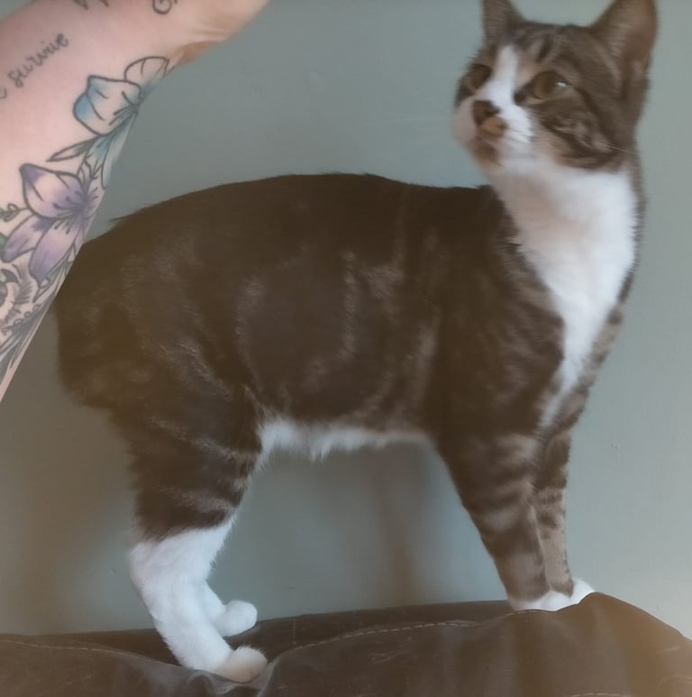Kitten 10months old. Male neutered 