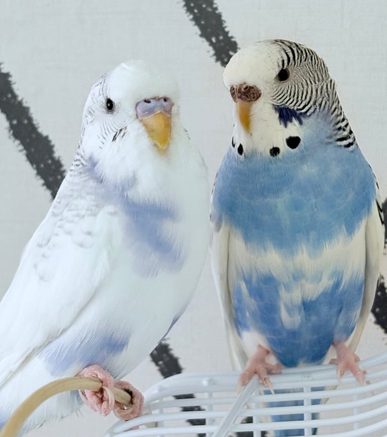 Male & female budgies