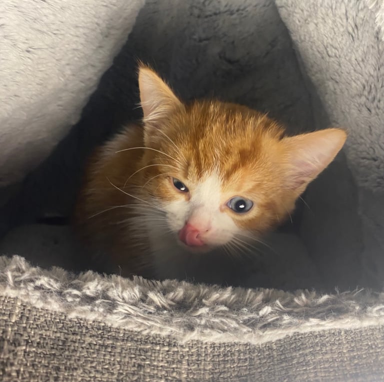 Male White And Ginger Kitten Ready For A New Home 🏡 