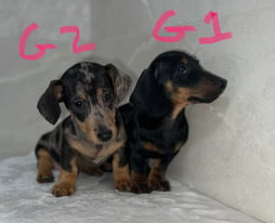 KC PRA Miniature Dachshund Pups Puppies