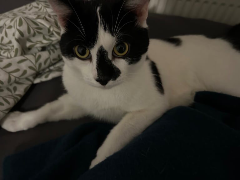 Domestic Shorthair for Sale