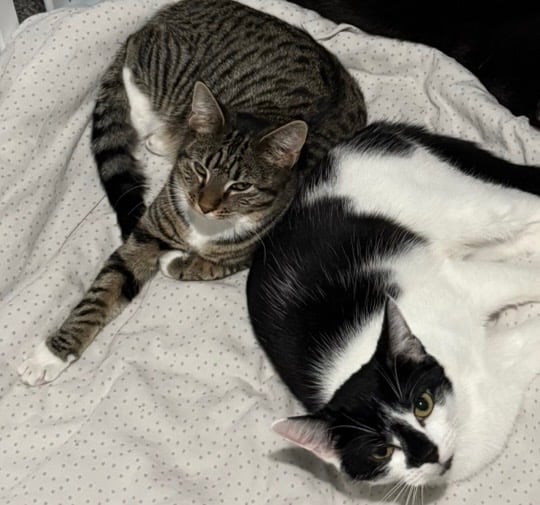 Rehoming Cats