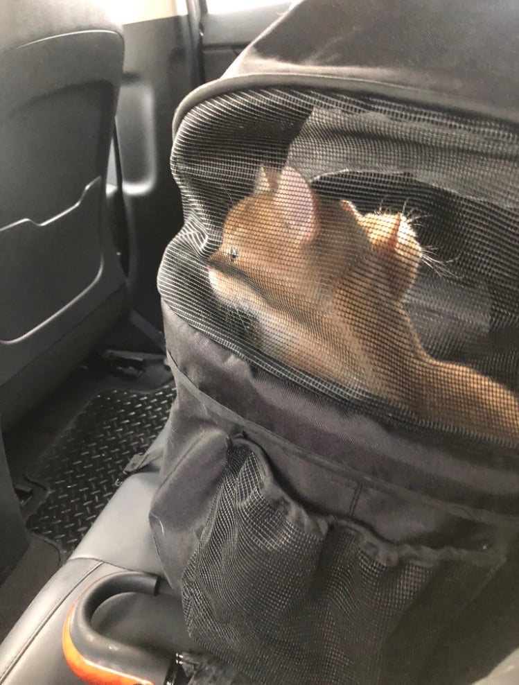 Pet stroller with gold bsh pair