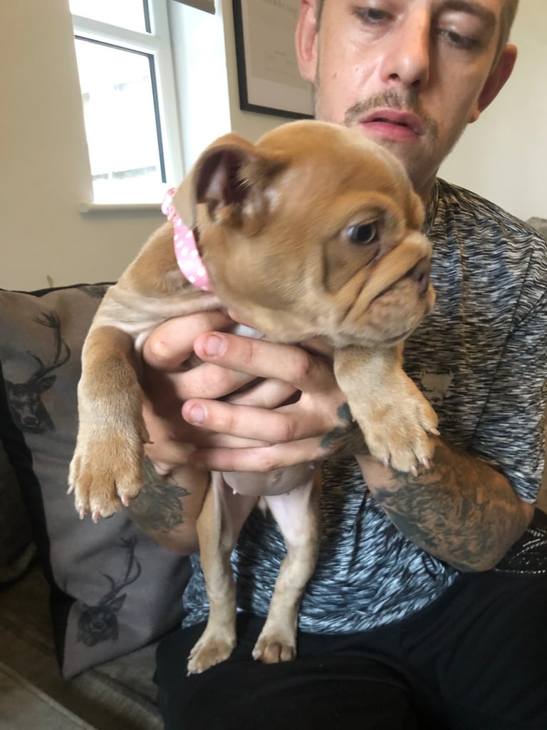 💕 English bulldog 💕