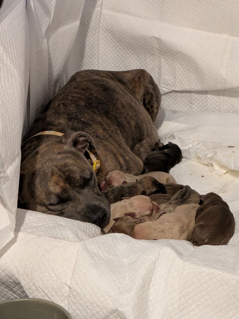 Staffy X pocket bully puppies