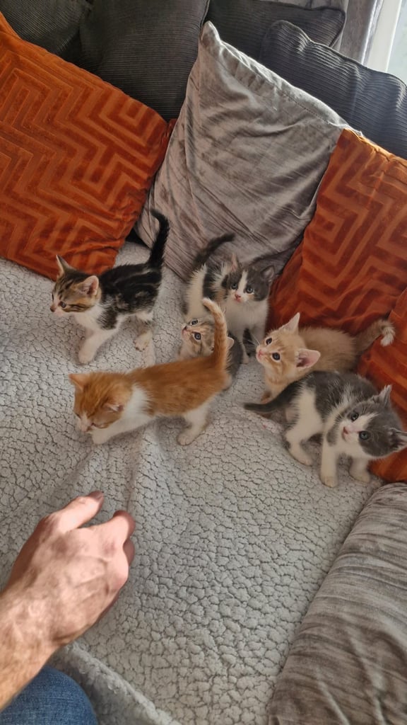 8 week old kittens 